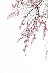 drooping cherry flowers on white background