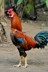 
chicken, rooster, large, red-feathered neck, red black blue wings, blue-black tail