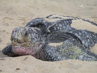Leatherback Sea Turtle Close Up of Face While Nesting on Sandy Beach in Daylight