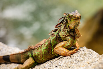 Green lizards iguana. Wildlife reptile in Florida. Iguana dragon close up.