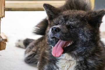 Young Black And White Brindle Akita Dog　5605