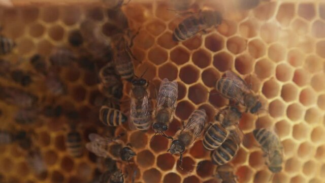 Busy honeybees laying their eggs in brood nest beehive honeycomb. Brood care. Life cycle of bees. Close-up. Apitherapy.