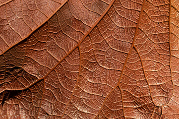 Brown map leaf texture
