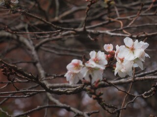 冬桜