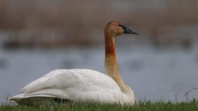 Trumpeter Swan With Tannin Stained Feathers In Ohio Marsh