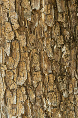 Tree bark texture
