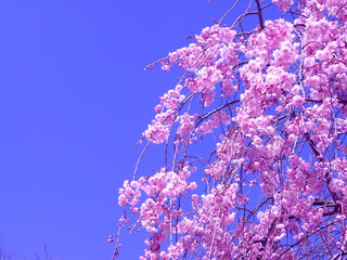 Blue sky and cherry blossoms japan sakura