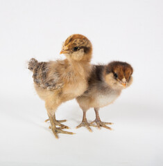 Americana chicken baby chicks on white background, room for text.