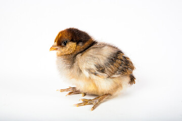 Americana chicken baby chick on white background, room for text.