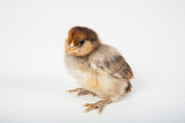 Americana chicken baby chick on white background, room for text.