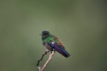 Colibri