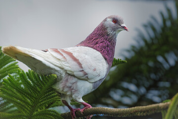 Paloma