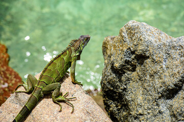 Wildlife reptile in Florida. Green lizards iguana.