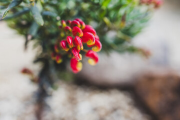 native Australian red grevillea plant outdoor in a sunny backyard