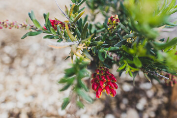 native Australian red grevillea plant outdoor in sunny backyard