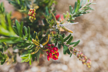 native Australian red grevillea plant outdoor in sunny backyard