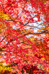 【秋イメージ】鮮やかな紅葉