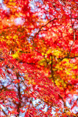 【秋イメージ】鮮やかな紅葉