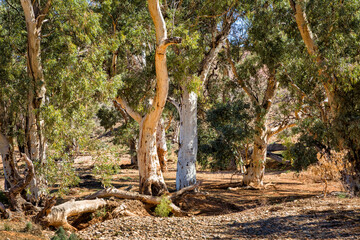 Dry river bed in Flinders Ranges, South Australia, Australia
