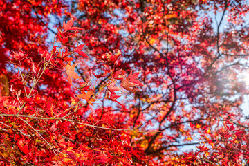 【秋イメージ】鮮やかな紅葉