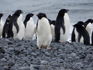 Obraz premium Penguins in Antarctica 