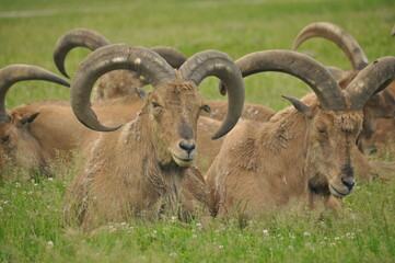 Obraz premium wild goat on the meadow