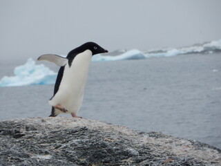 penguin on the rocks