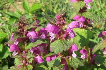 Lamium flowers in the meadow, closeup
