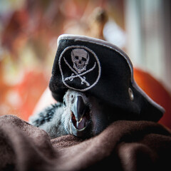 Happy Halloween. African Grey Parrot baby with a pirats hat and pumpkins