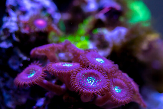 Macro shot on soft zoanthus polyps colony - Magician Palithoa