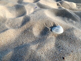 White shells in the sand