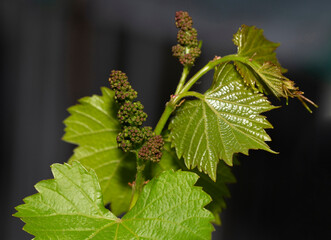 Naklejka premium Young, green shoots on a grape Bush. Wine-making. Viticulture-vine flowers on a greenery background. Technology of wine production in Moldova.