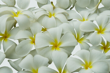 Naklejka na ściany i meble Beautiful pattern of plumeria petals on white background