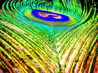 Fototapeta premium peacock feather closeup