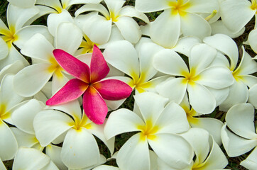 Fototapeta na wymiar Outstanding red in the middle of white colors of plumeria flowers