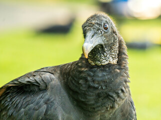 portrait of a vulture