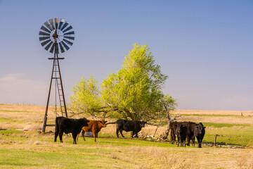 a windmill watering hole for cattle on the range land west of Woodwardin the Oklahoma panhandle.