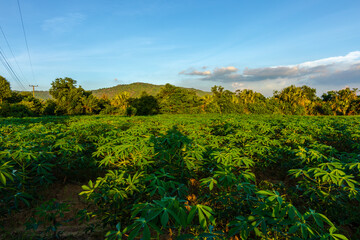 Obraz premium Tapioca farm, potato farm, tapioca plantation growth and mountain background. farm, and agriculture vegetable concept.