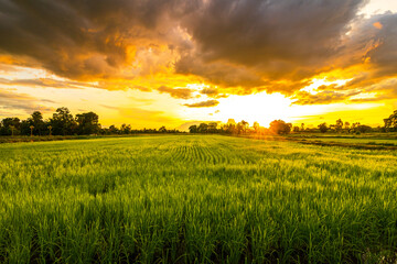 Green field and sunset with beautiful sky sunset. Landscape rice farm backgroung.
