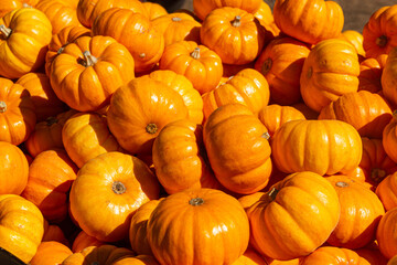 Mini orange pumpkins bundled together at a farmers' market during the fall season. 