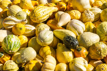 A variety of gourds all bundled together at a farmers' market during fall season.