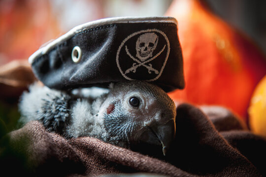 Happy Halloween. African Grey Parrot baby with a pirats hat and pumpkins