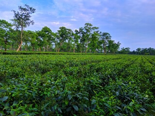 Tea garden a rural area of Assam India