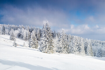Winter cedar forest landscape in Germany, skiing, trees covered with white snow