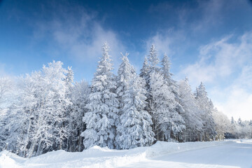 Low-angle of trees covered in snow. Hard rime on pines in Black Forest, Germany