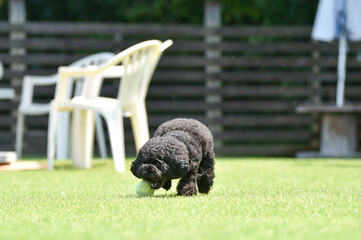 ドッグランで遊ぶトイプードル