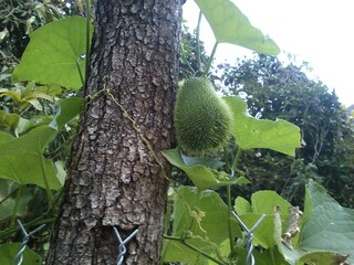 Chayote Espinoso