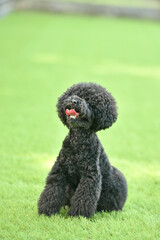 おすましポースのトイプードル