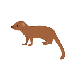 Mongoose Illustration