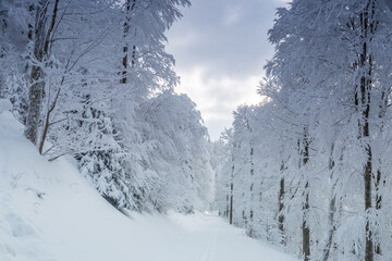 Fototapeta na wymiar Winter forest in a strong frost covered with snow, black forest landscape